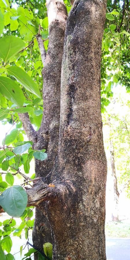 Strychnos nux-vomica bark