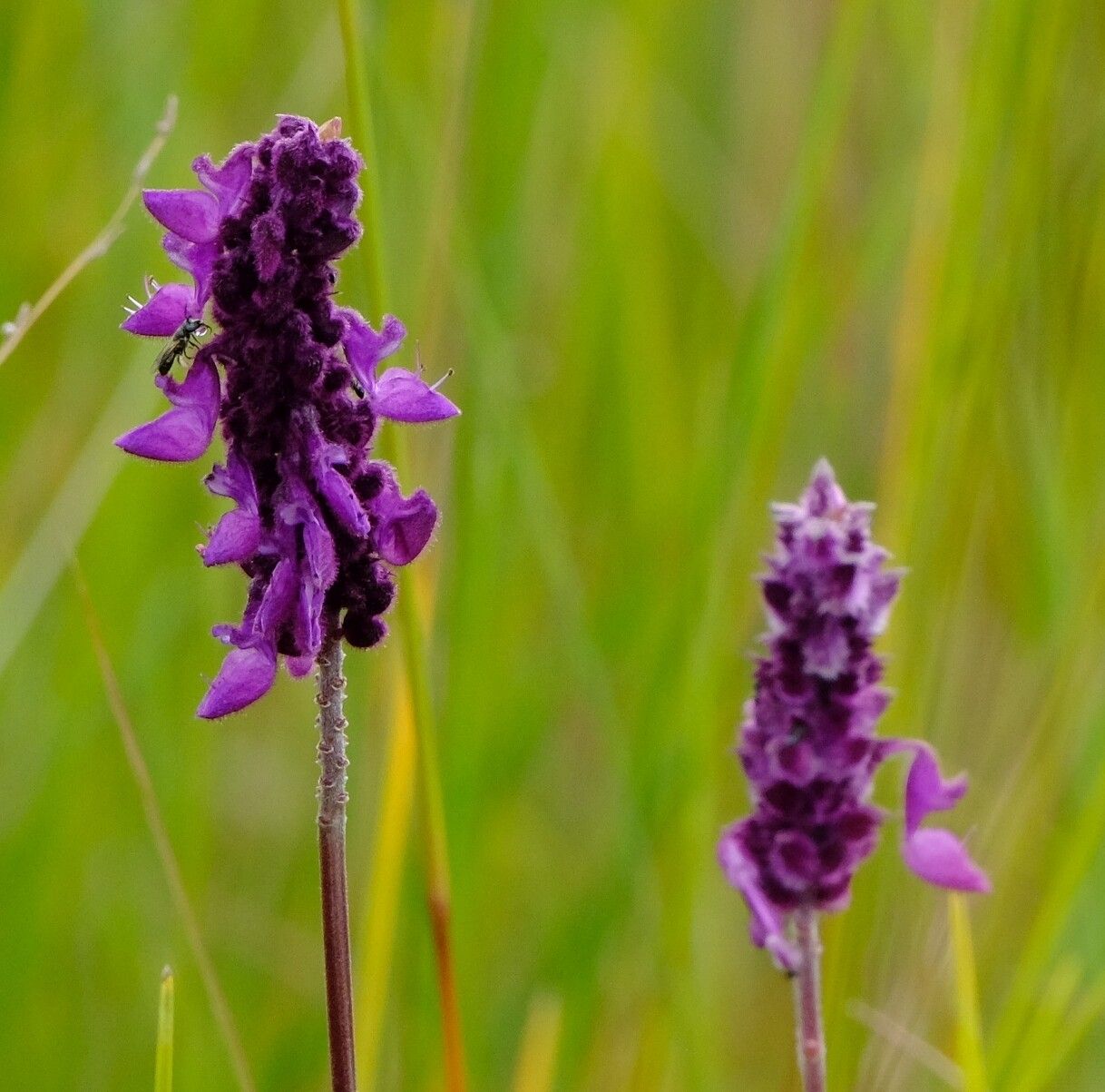 Coleus betonicifolius — houseplant care guide