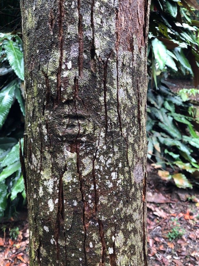 Dryobalanops aromatica bark