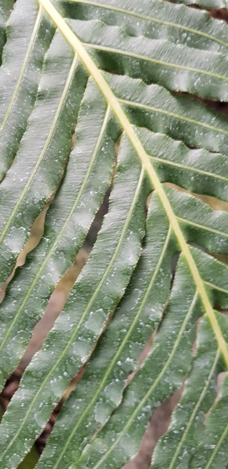 Blechnum brasiliense — houseplant care guide