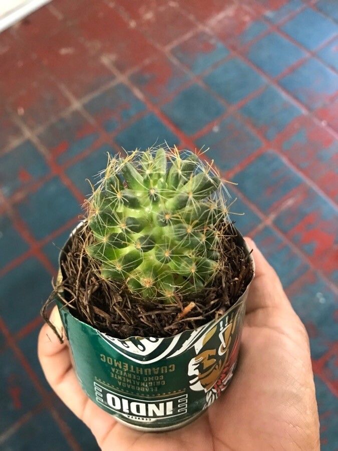 Mammillaria longimamma habit