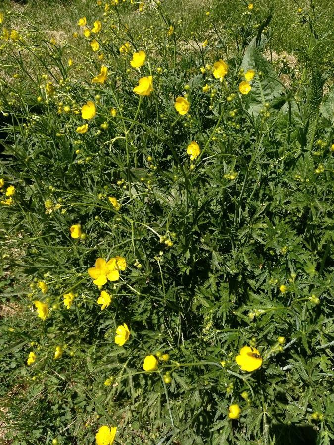 Ranunculus granatensis habit
