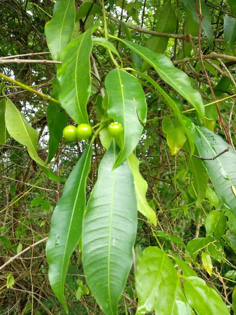 Rauvolfia vomitoria fruit