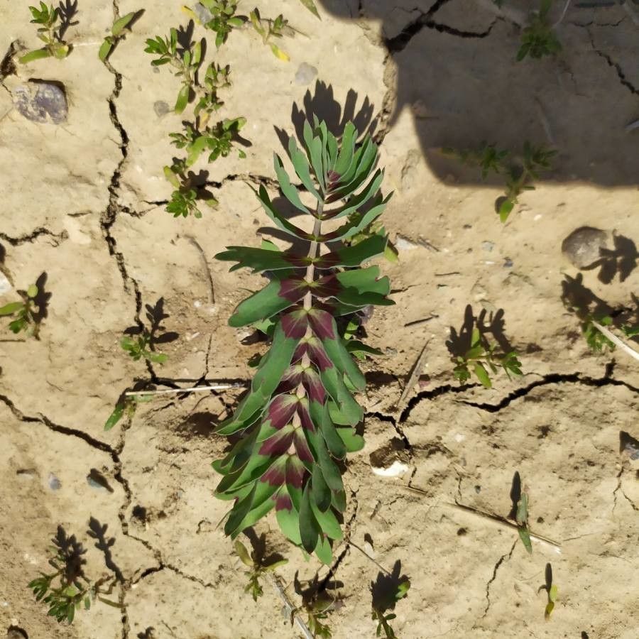 Bongardia chrysogonum — search result for 'Chrysogonum'