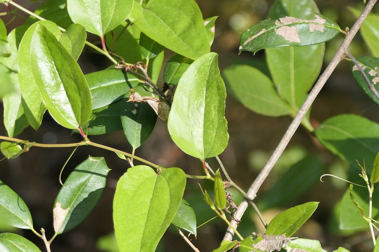 Smilax walteri leaf