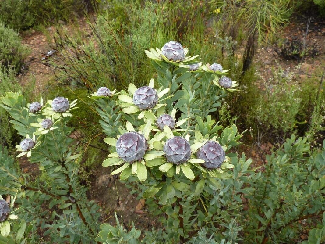 Protea caffra fruit