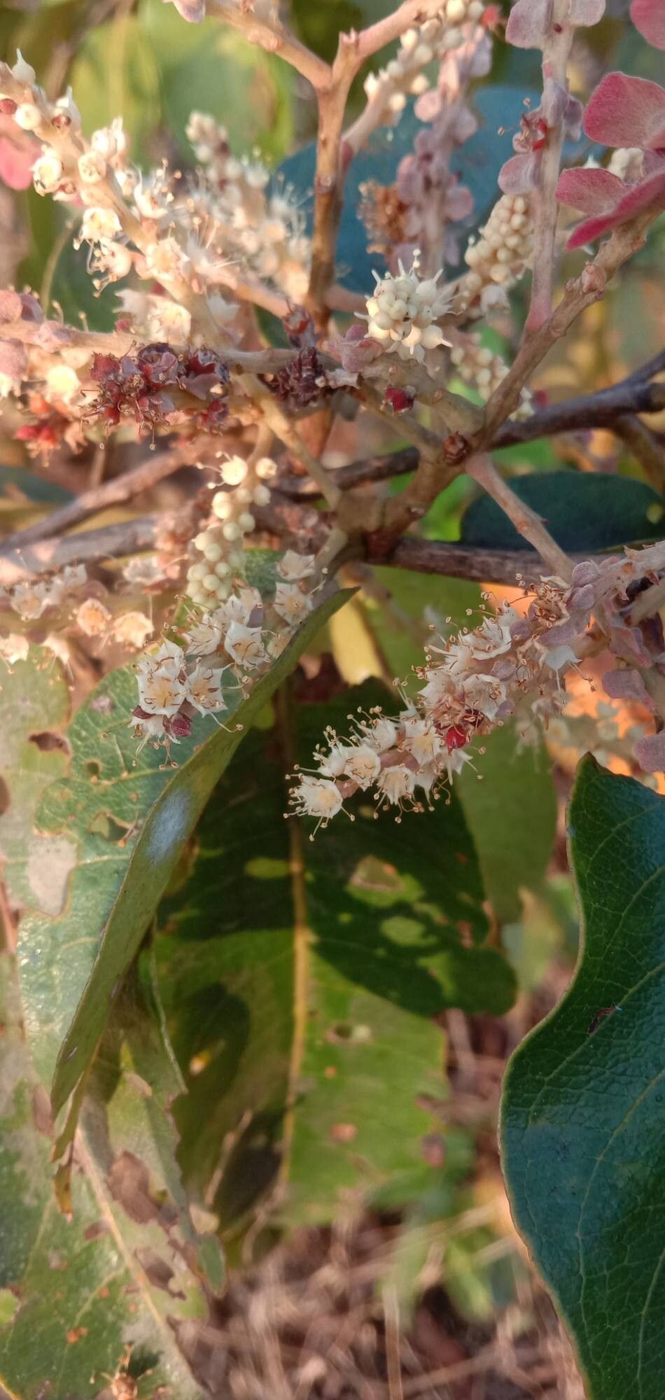 Terminalia paniculata flower