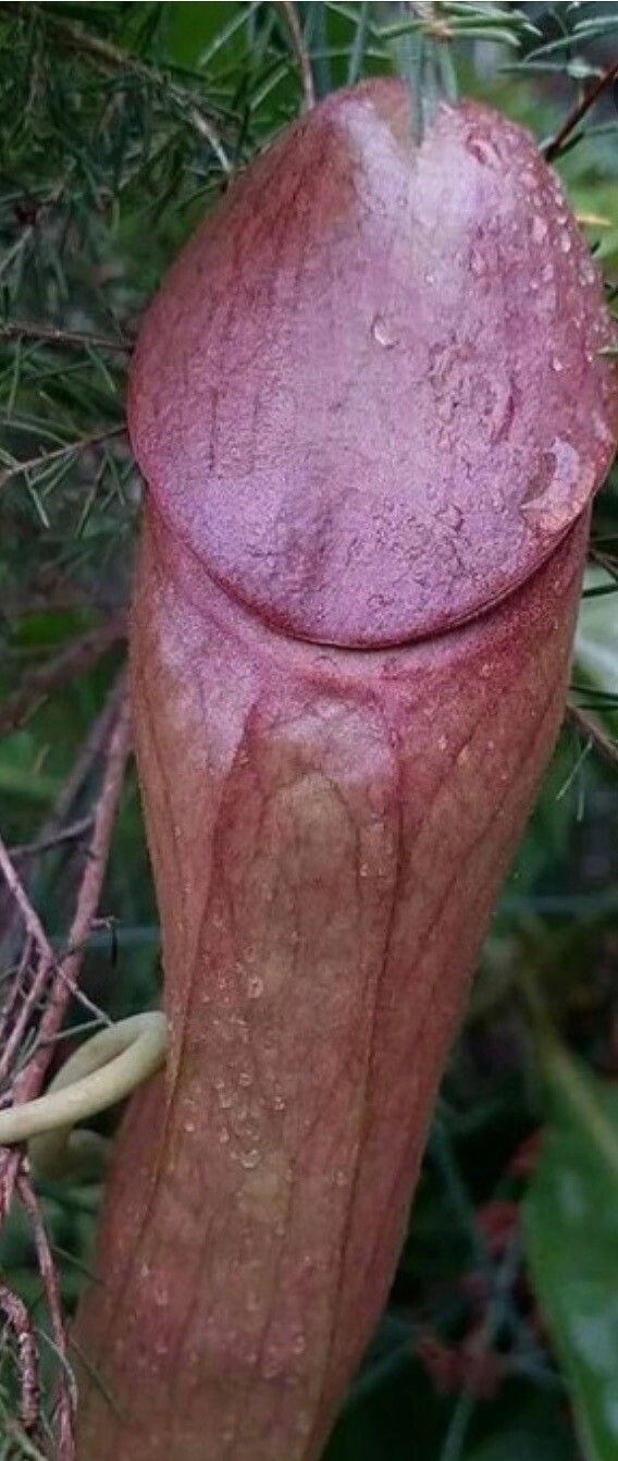 Sarracenia minor flower