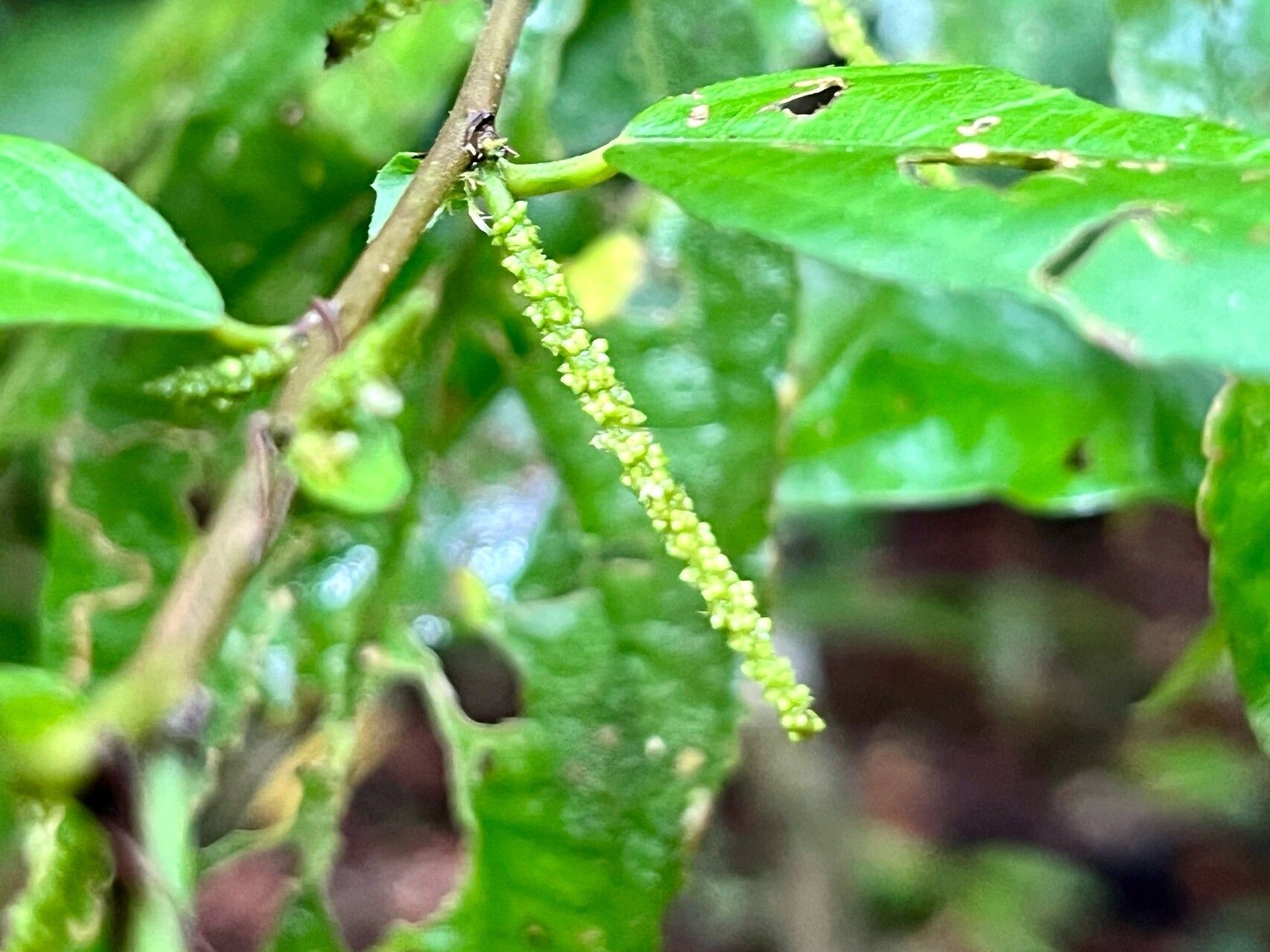 Acalypha diversifolia flower