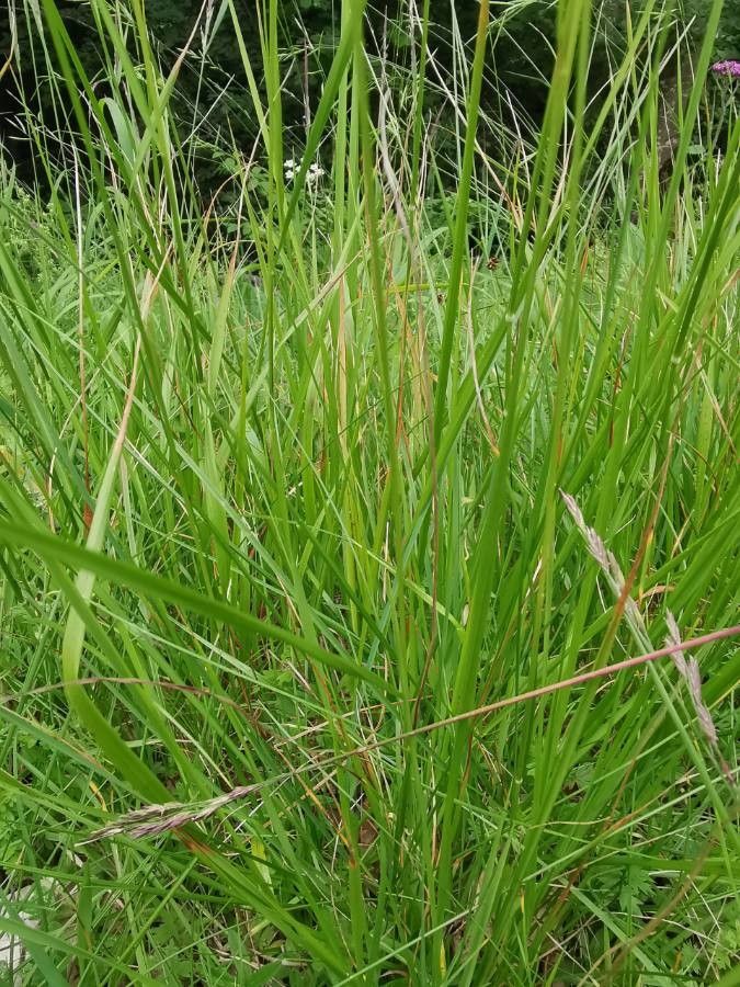 Brachypodium rupestre — search result for 'Brachypodium'