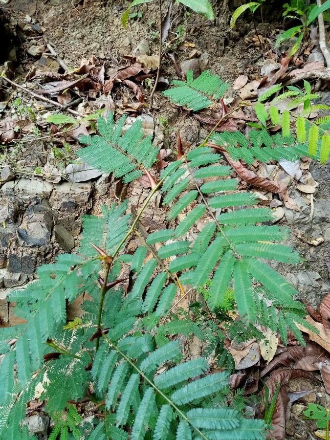 Vachellia cornigera bark