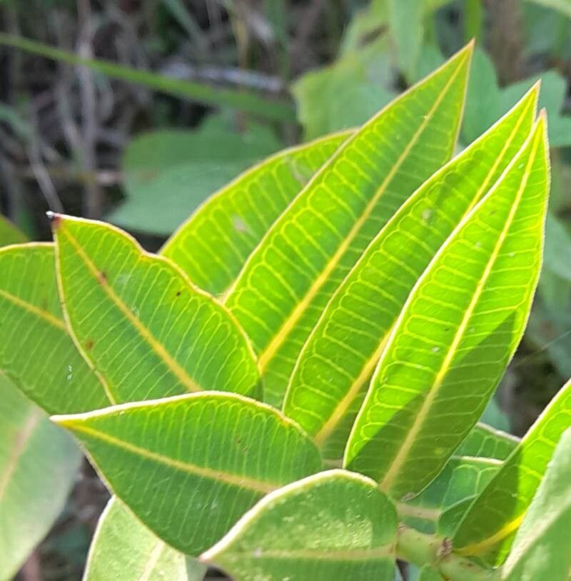 Asclepias barjoniifolia — search result for 'Asclepias'