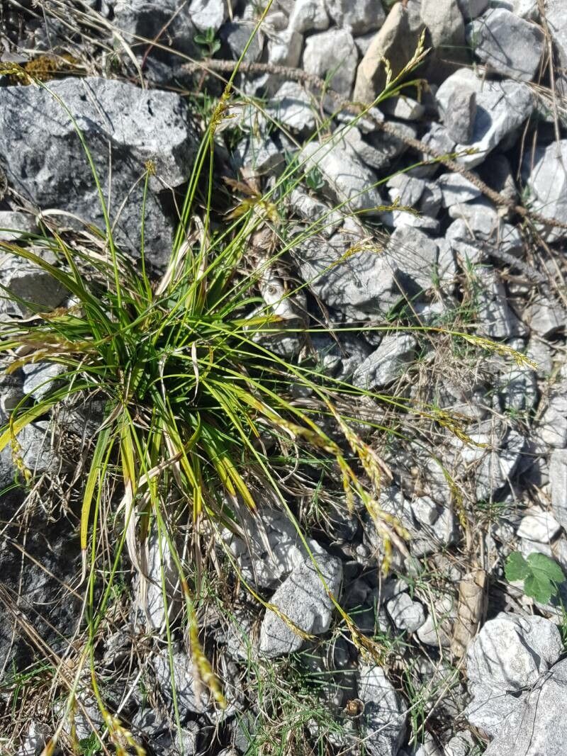 Carex austroalpina — houseplant care guide