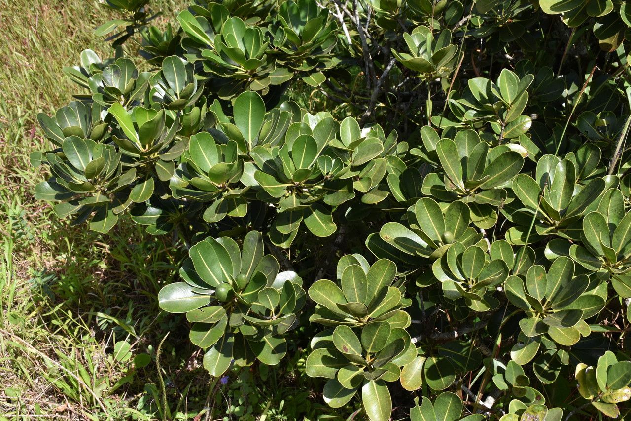 Mimusops erythroxylon habit