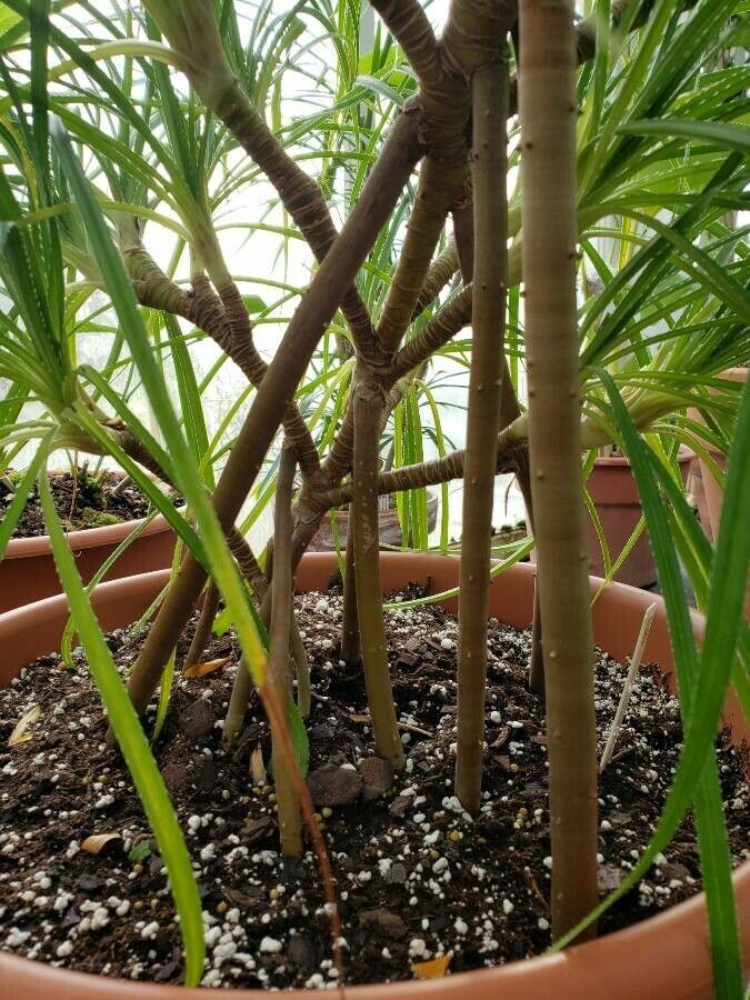 Pandanus pygmaeus other