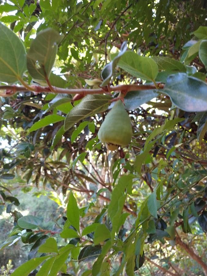 Ficus velutina fruit