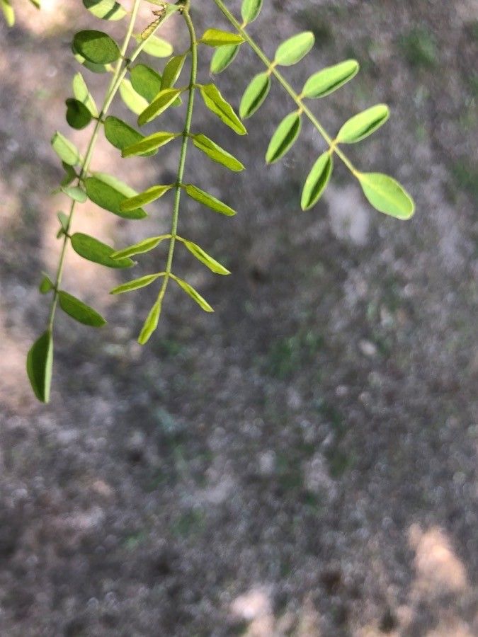 Acacia myrtifolia — search result for 'Acacia'