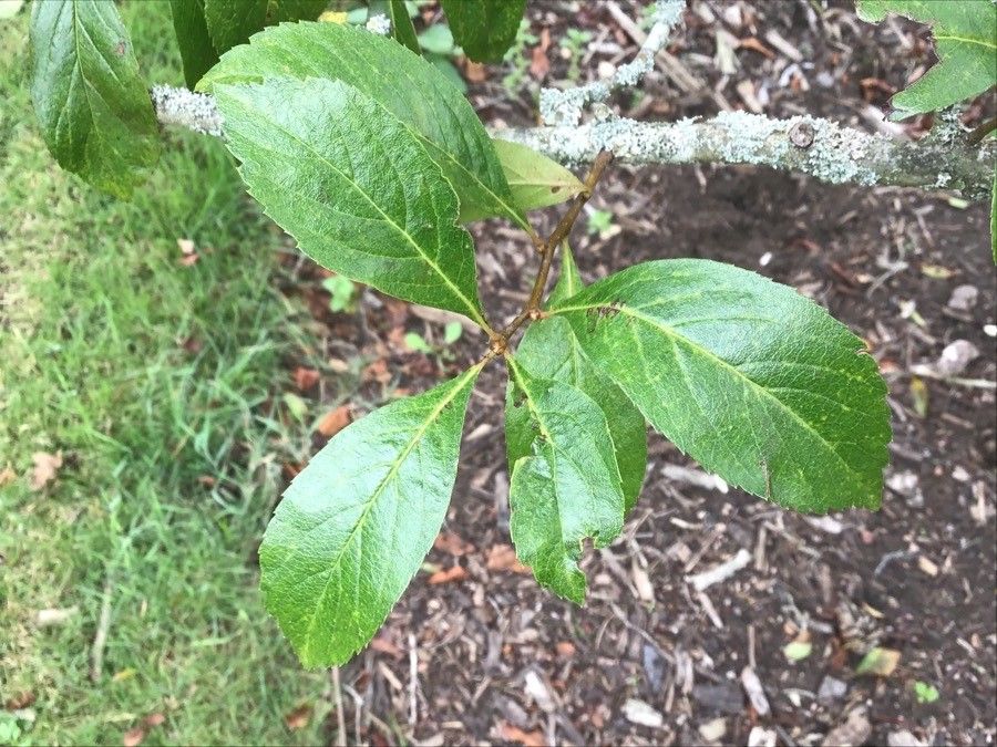 Crataegus brainerdii leaf