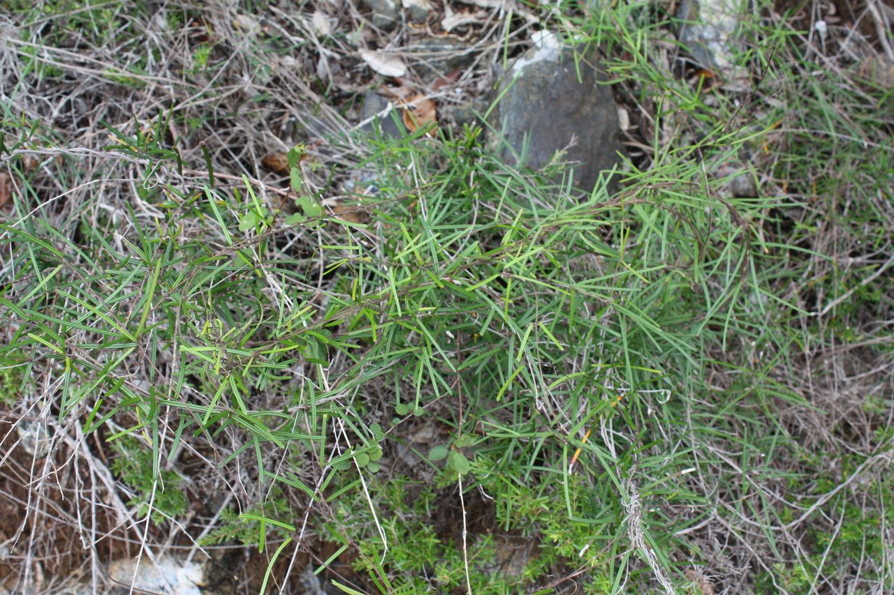 Marsdenia neocaledonica habit