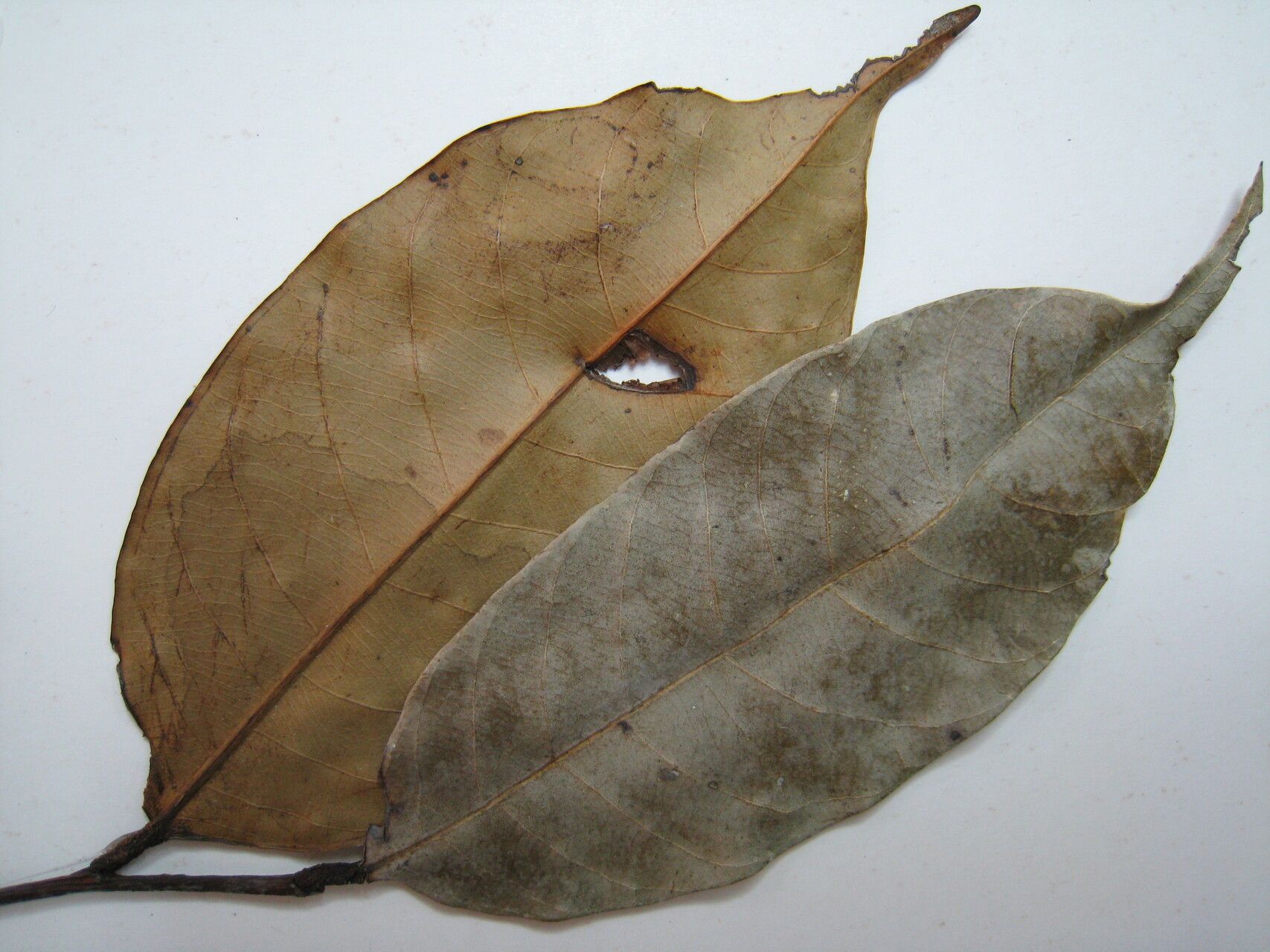 Caraipa ampla — related species from the same genus