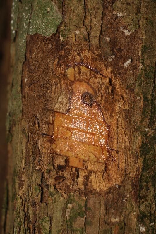 Osteophloeum platyspermum other