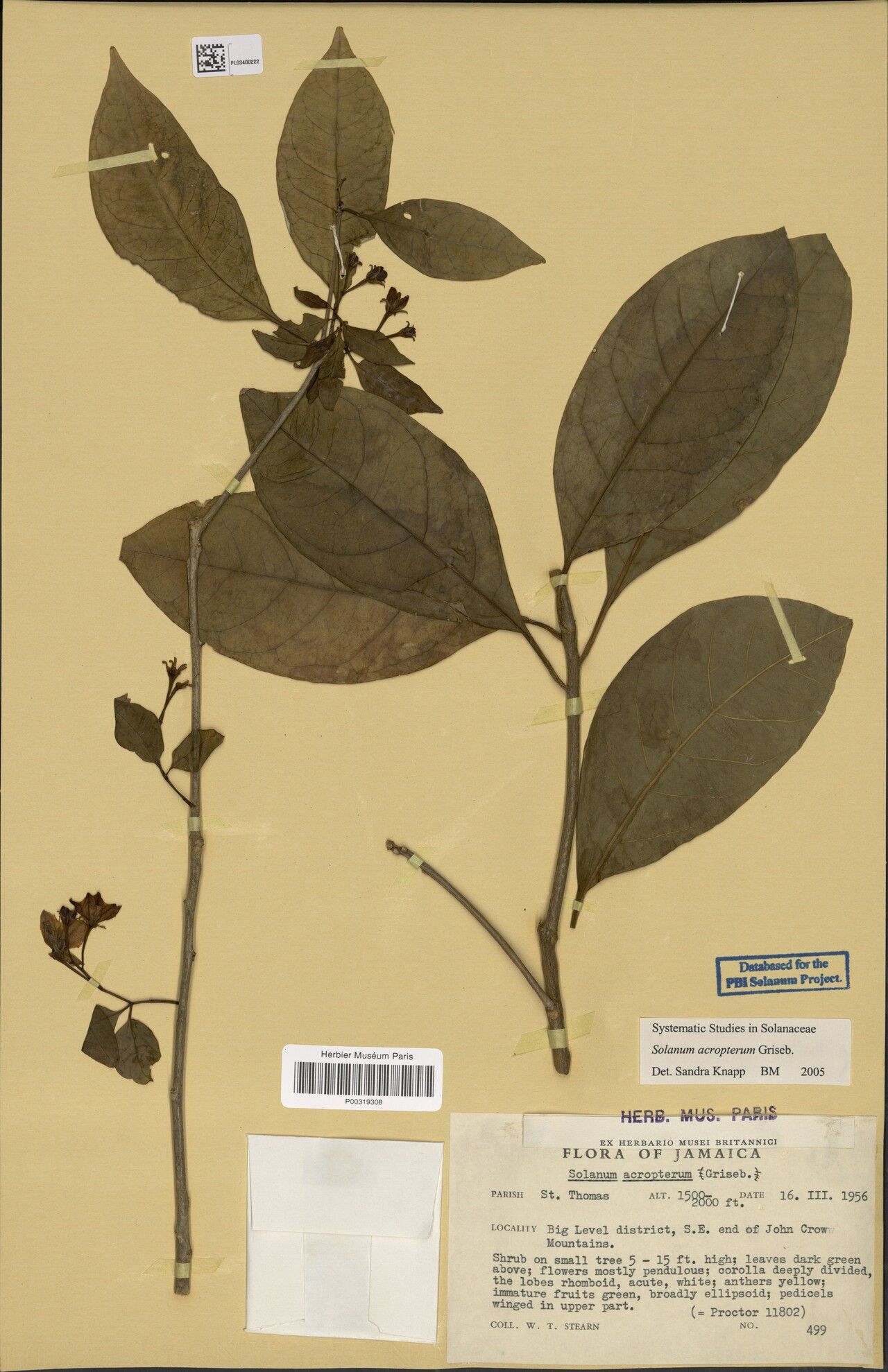 Solanum acropterum — houseplant care guide