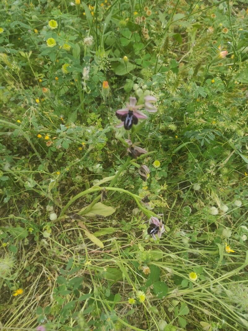 Ophrys incubacea habit