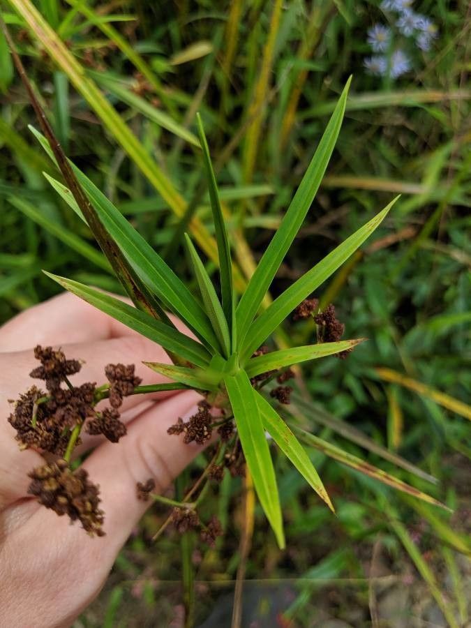 Scirpus polyphyllus — houseplant care guide