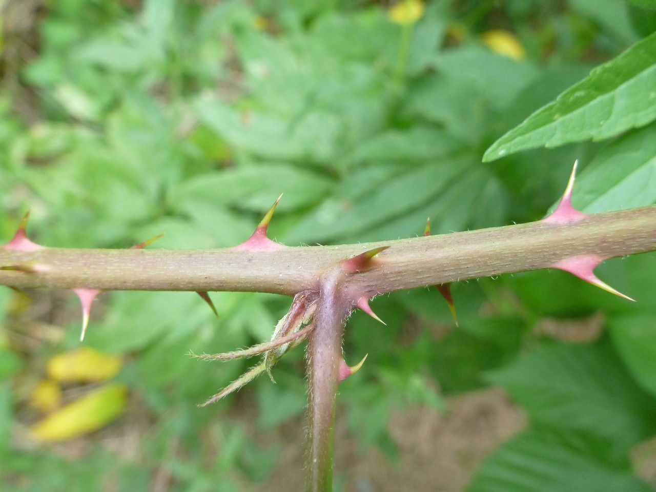 Rubus platyacanthus bark