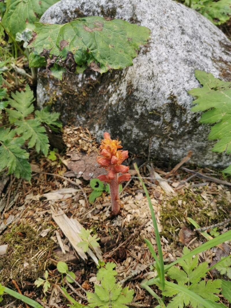 Orobanche flava flower