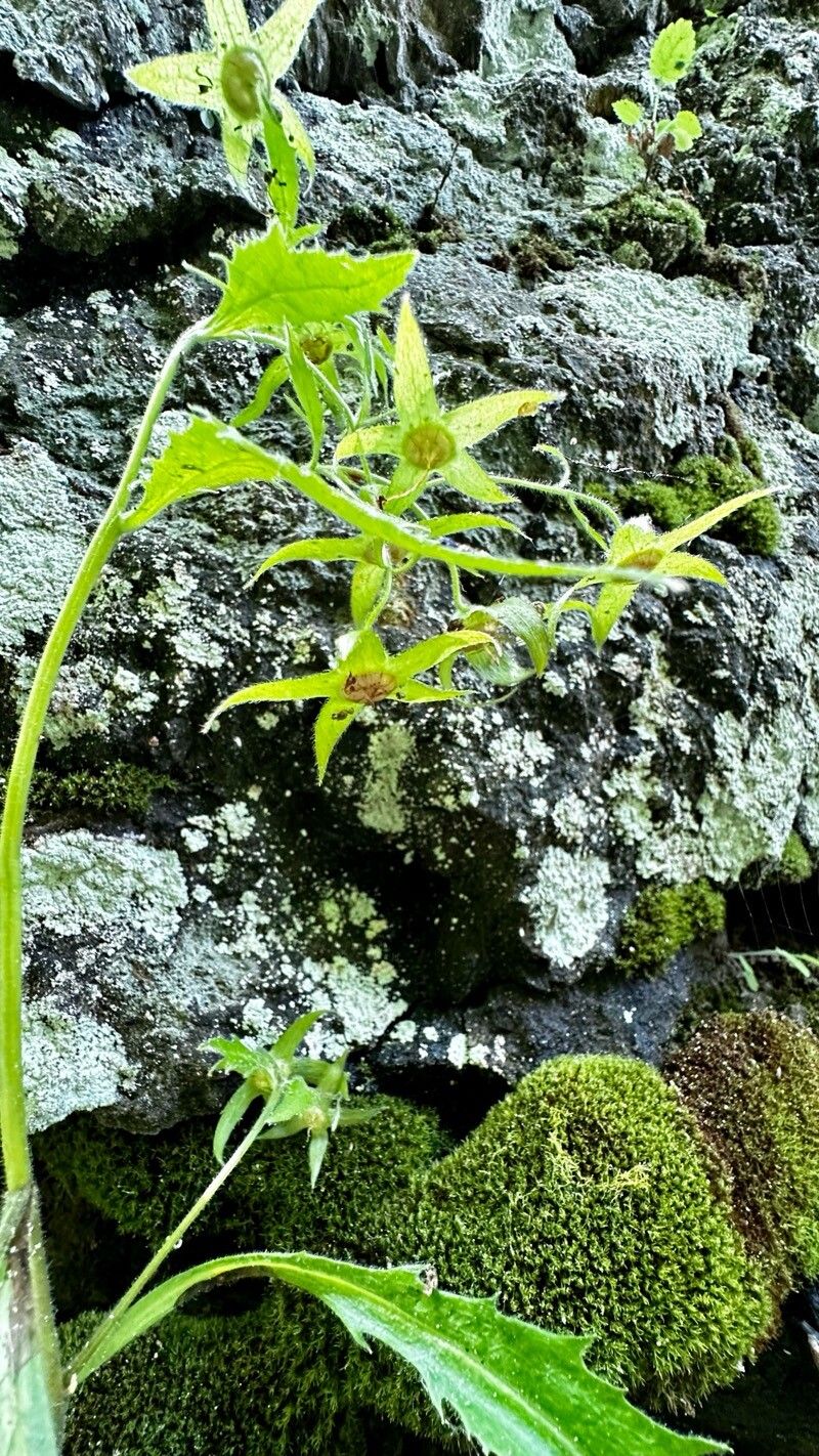 Campanula wanneri fruit
