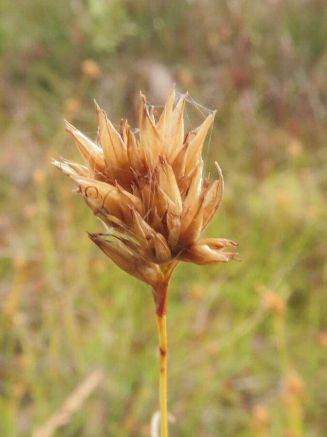 Rhynchospora alba fruit
