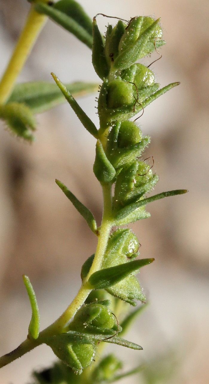 Odontites viscosus fruit
