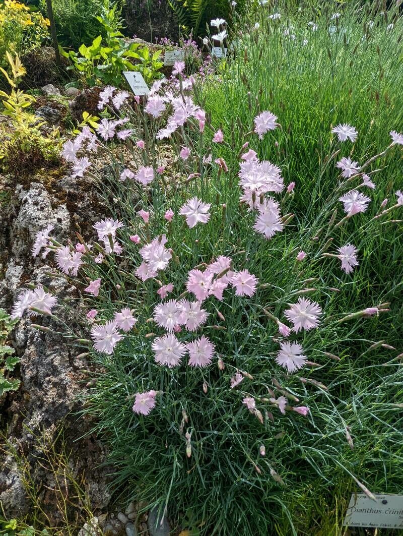 Dianthus crinitus flower