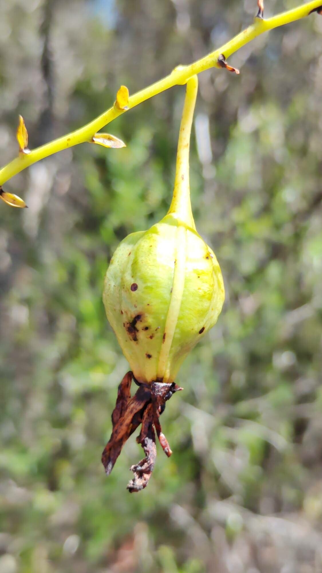 Eulophia flabellata fruit