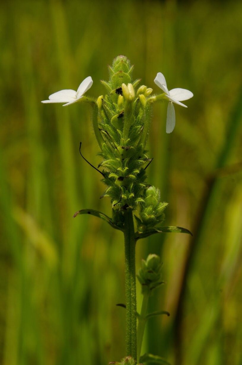 Striga macrantha — houseplant care guide