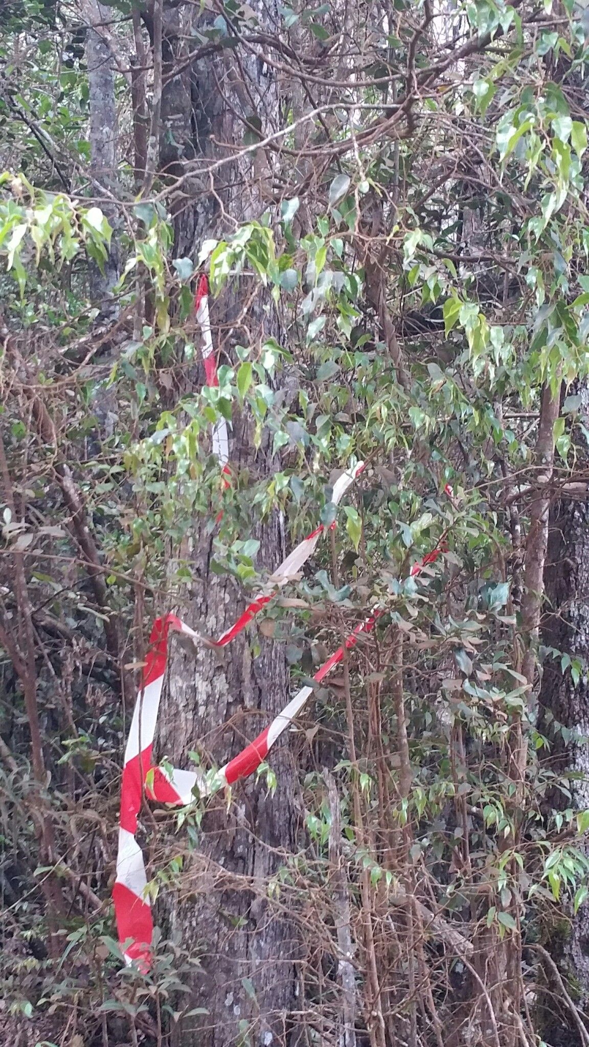 Leptolaena abrahamii habit