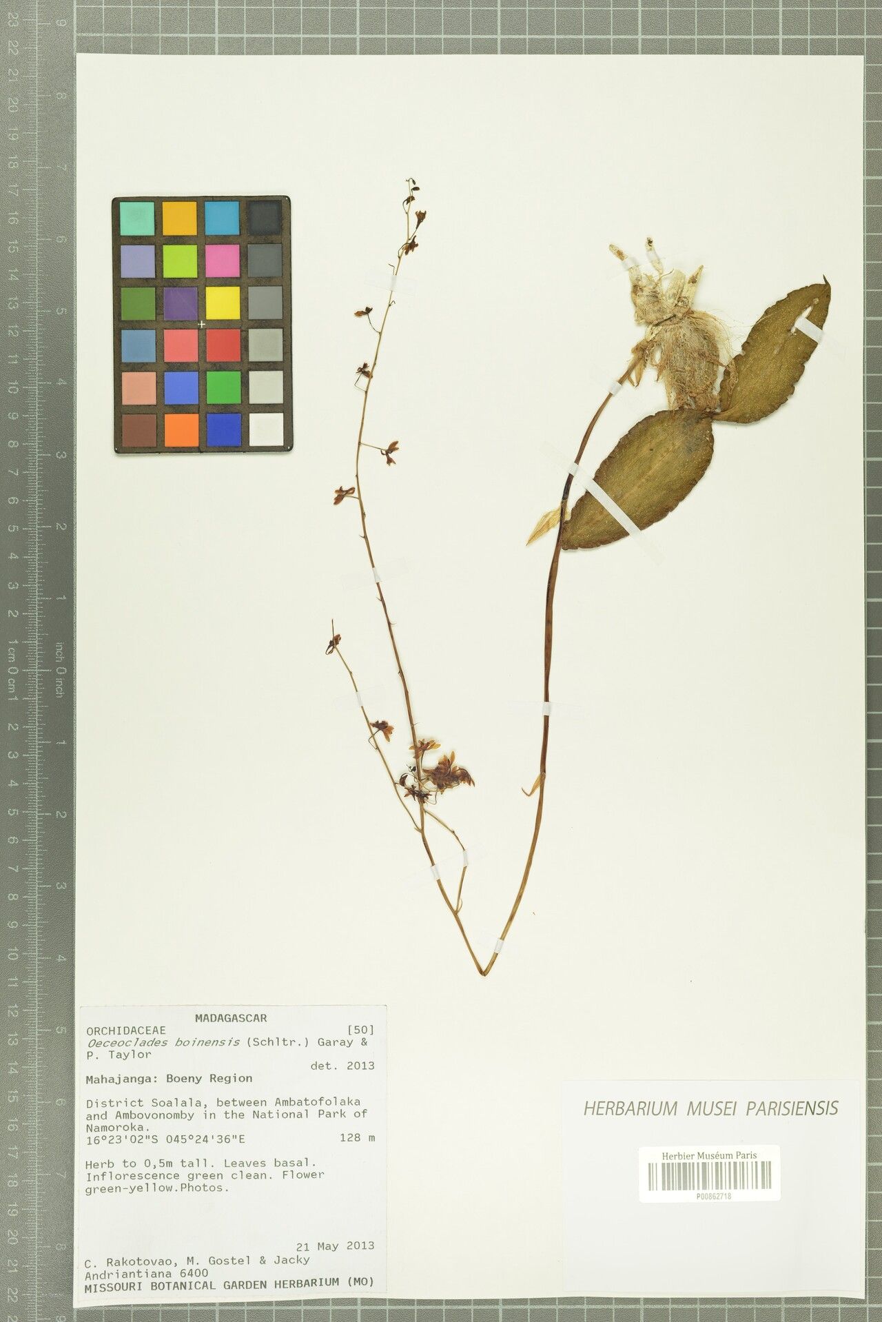 Eulophia boinensis — houseplant care guide