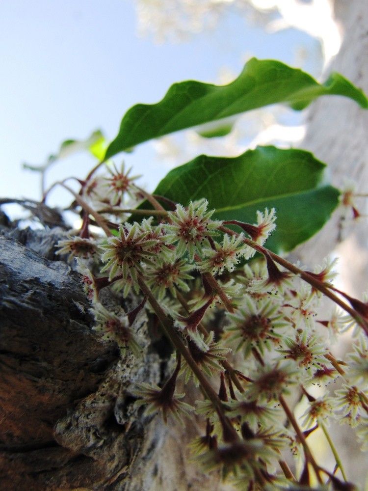 Homalium rivulare fruit