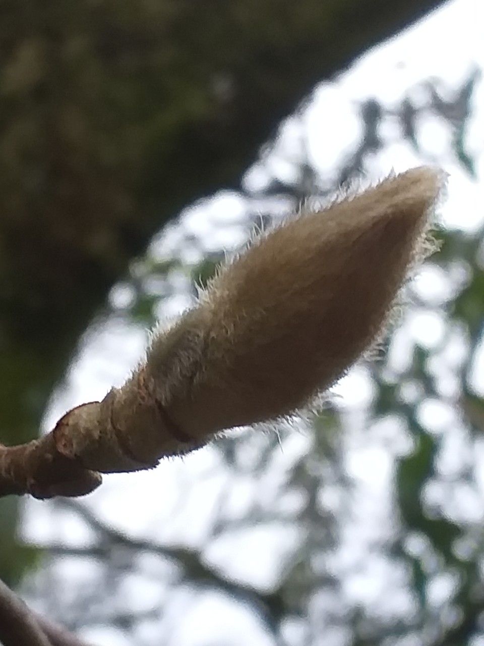 Magnolia × veitchii — houseplant care guide