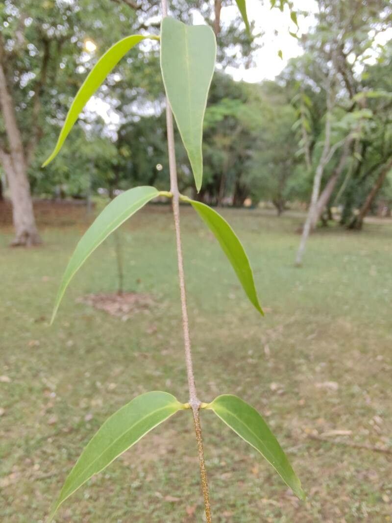Eugenia myrcianthes leaf