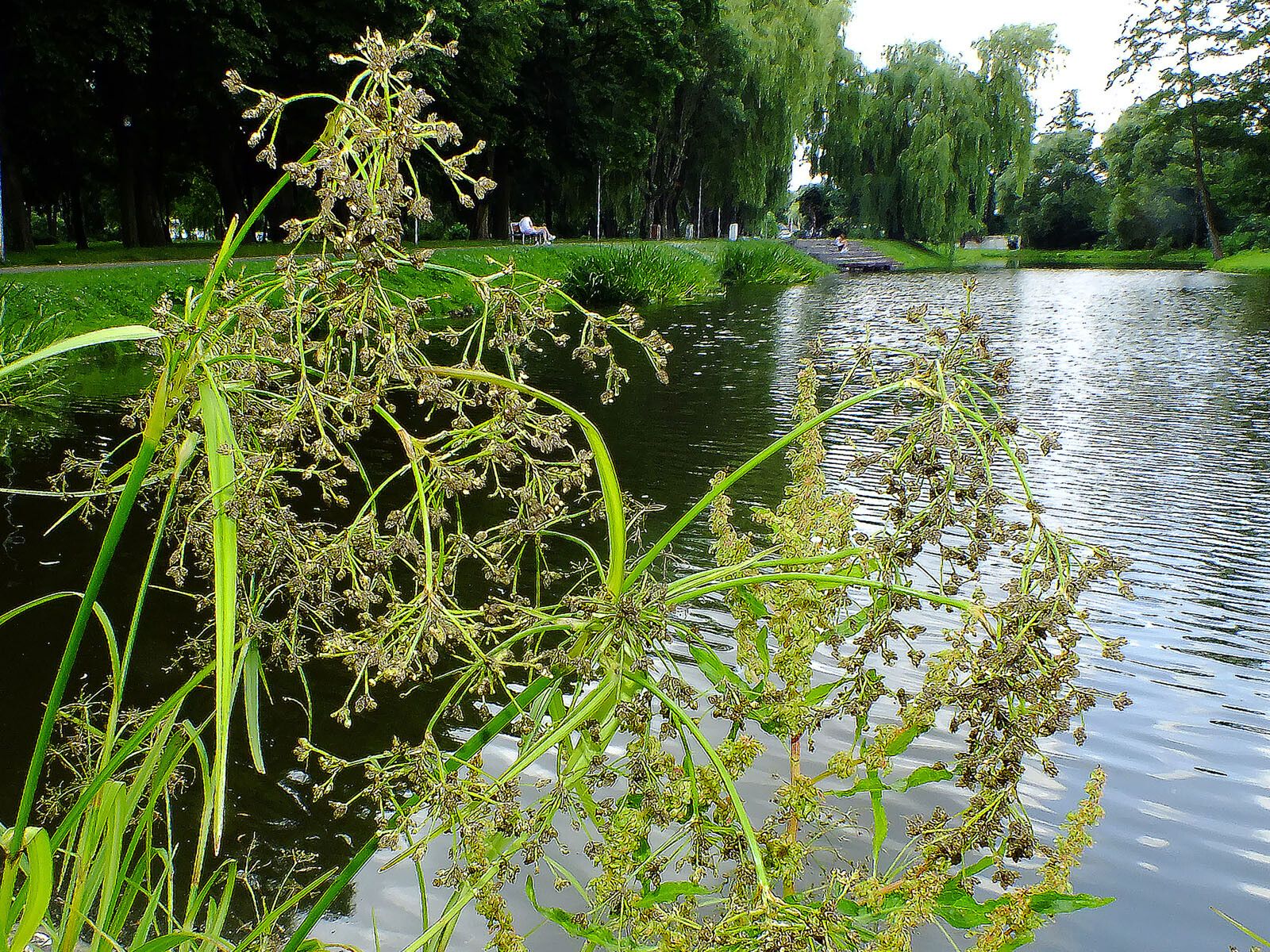 Scirpus radicans flower