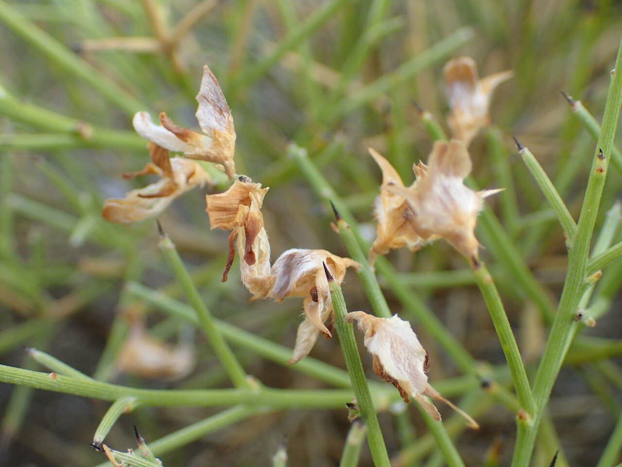 Genista acanthoclada fruit