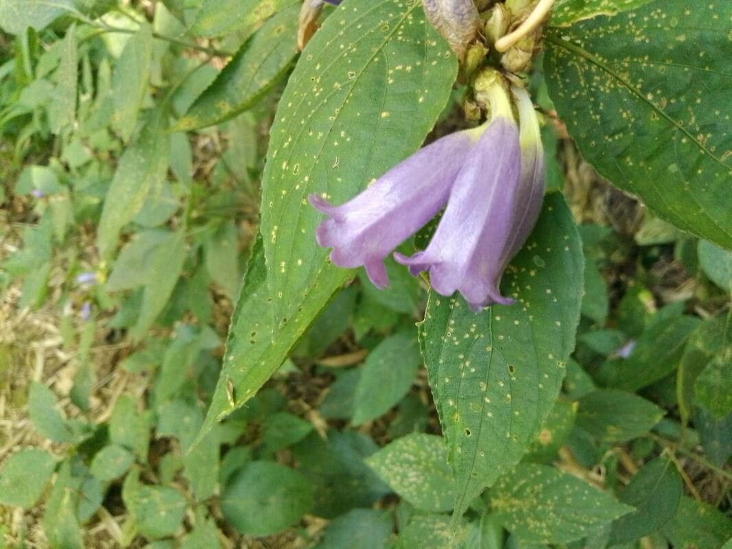 Strobilanthes capitata flower
