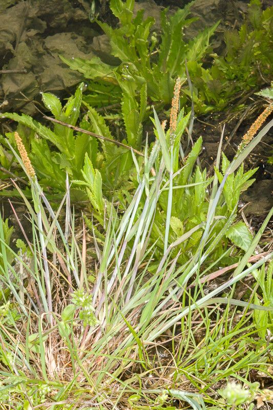 Alopecurus geniculatus flower