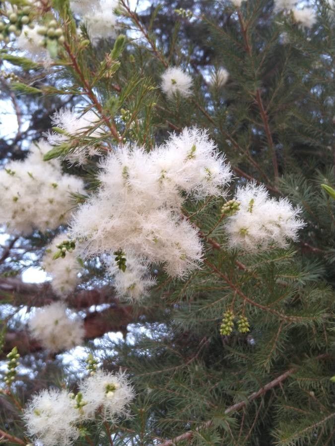 Melaleuca alternifolia flower