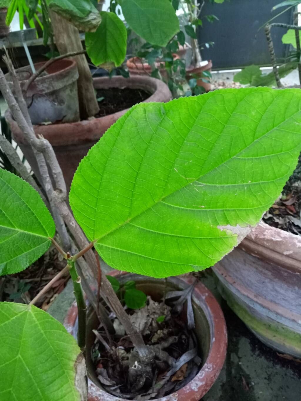 Pipturus platyphyllus — related species from the same genus