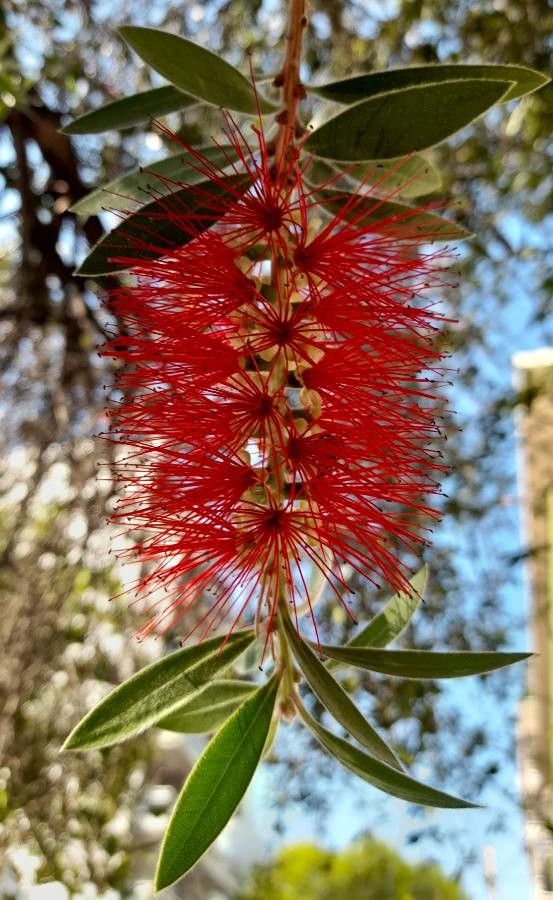 Callistemon speciosus flower