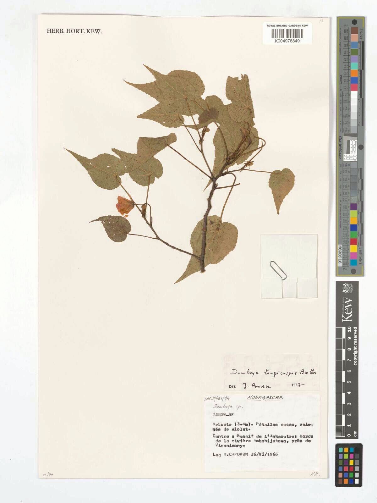 Dombeya longicuspis — houseplant care guide