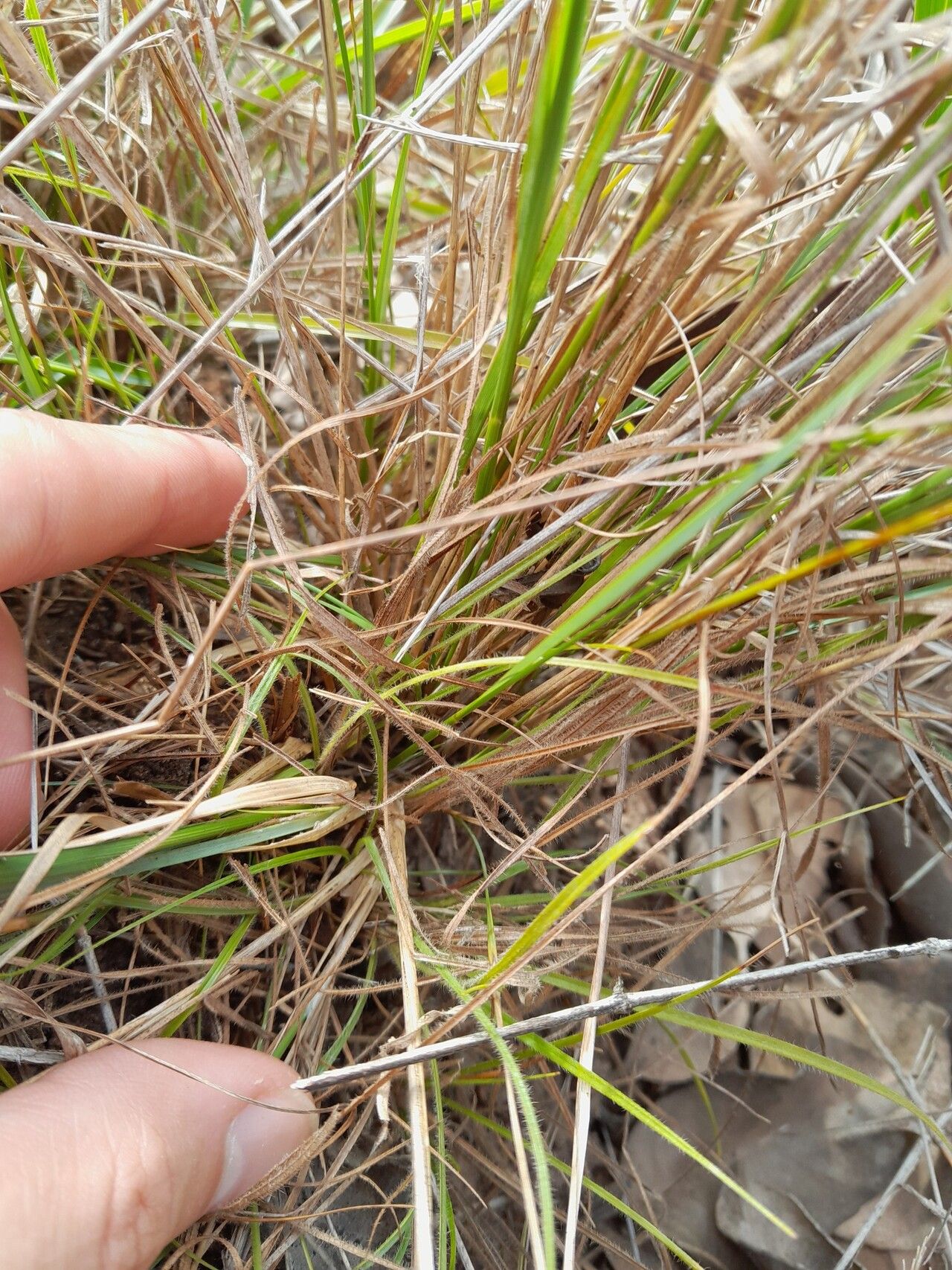 Aristida torta — search result for 'Aristida'